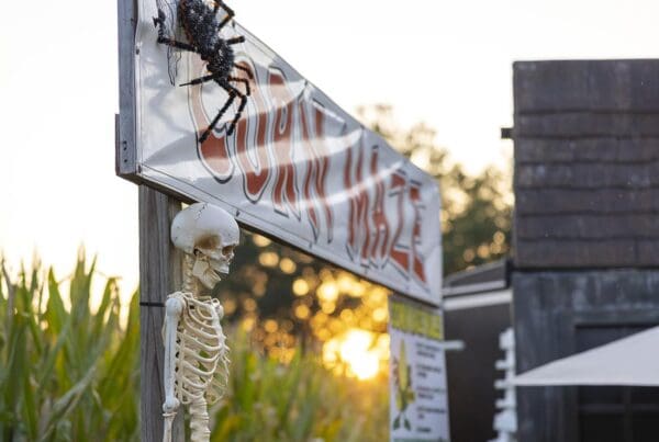 Haunted Attraction Insurance - Halloween Corn Maze Entrance During Sunset With Skeleton, Spider, and Barn in the Distance